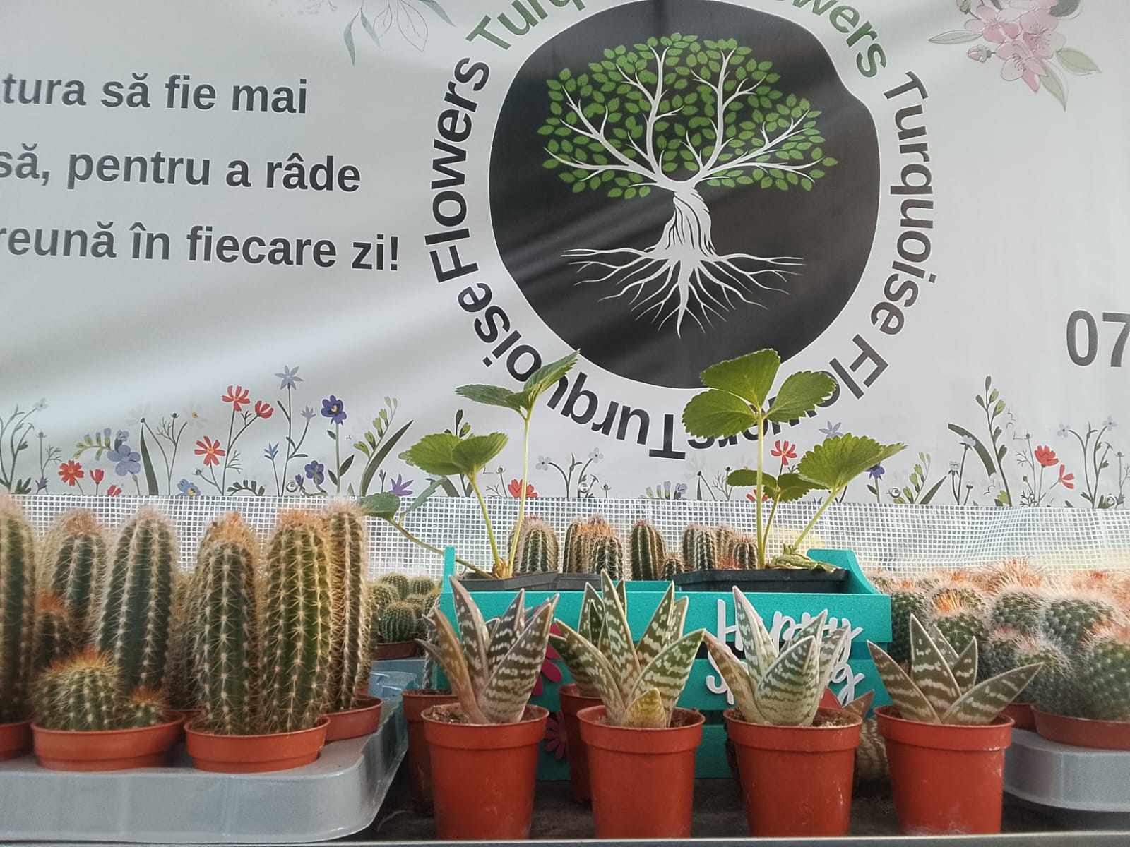 Plantele ornamentale TURQiUOISE FLOWERS crescute cu grijă și atenție in Sera Noastră Proprie 🏡, se pregătesc sa ajungă în casele dumneavoastră. .Mult așteptatul evenment "Simfonia Lalelelor" organizat în orașul Pitești - editia 2026 , a fost o experienta  interesanta din care am invatat ca cei mai importanti sunteti voi,, cei care apreciati natura si florile. TURQUOISE ESTE DESPRE FLORI & DEPRE OAMENI.