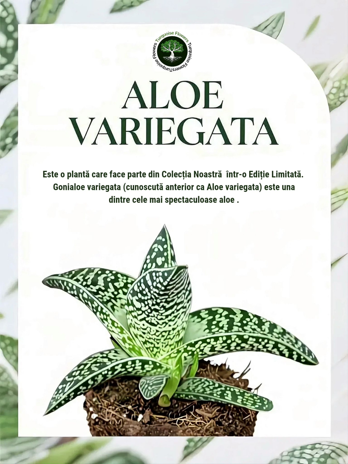 🌱ALOE VARIEGATA - este o planta care face parte din Colecția Noastră .❗️Ideala pentru decoratiuni in combinatie cu alte plante ornamentale. ❗️Ideala pentru crearea marturiilor de nunta si botez.